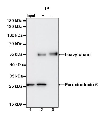 Peroxiredoxin 6 Rabbit Polyclonal Antibody