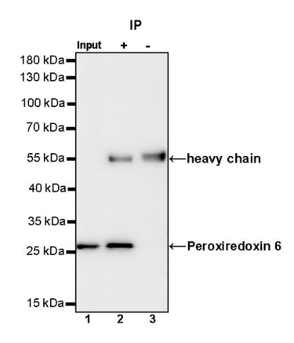 Peroxiredoxin 6 Rabbit Polyclonal Antibody