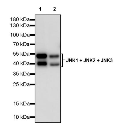 JNK1 + JNK2 + JNK3 Recombinant Rabbit mAb (S-3385)