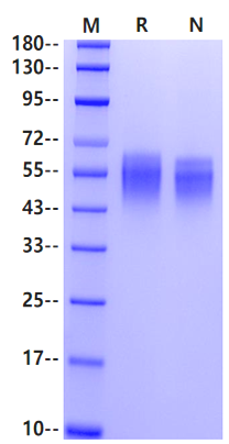 uPAR/CD87 His Tag Protein, Mouse