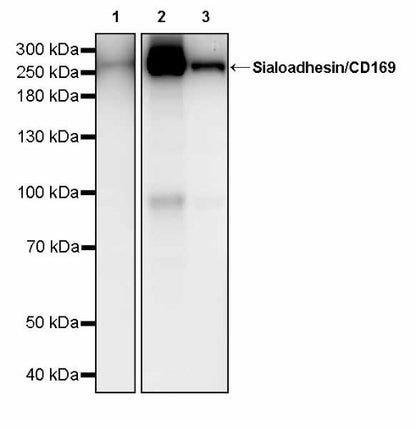 Sialoadhesin/CD169 Recombinant Rabbit mAb (SDT-3228-8)