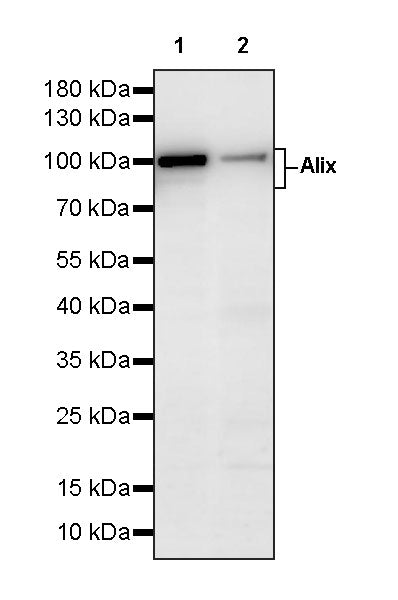 Alix Rabbit Polyclonal Antibody