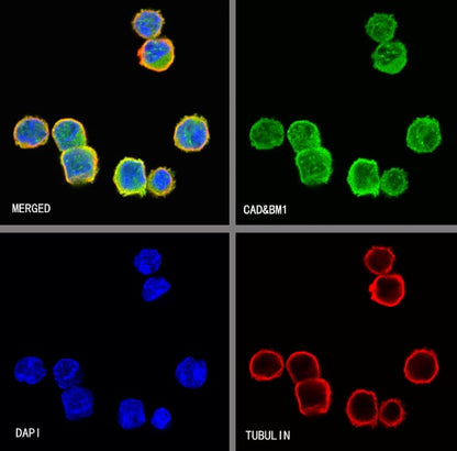 CAD/BM1 Recombinant Rabbit mAb (S-1650-72)