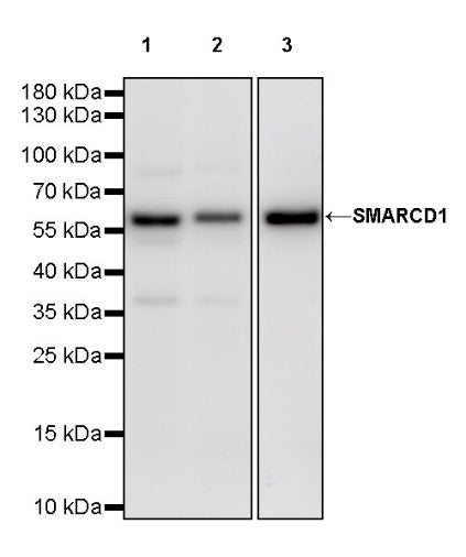 SMARCD1 Rabbit Polyclonal Antibody