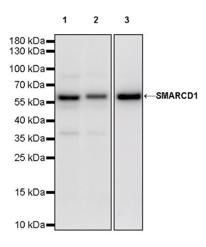 SMARCD1 Rabbit Polyclonal Antibody
