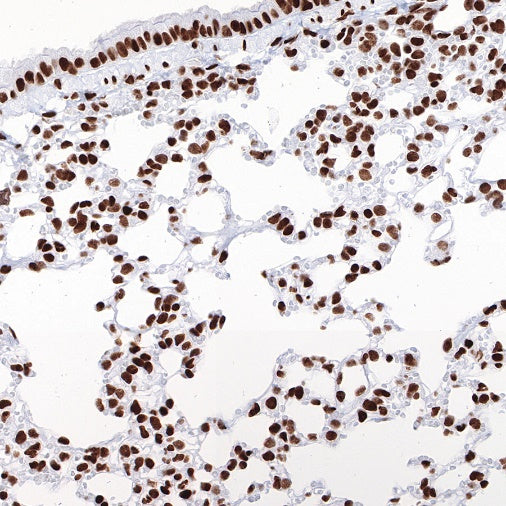 Histone H3 (acetyl K27) Rabbit pAb