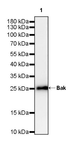 Bak Recombinant Rabbit mAb (S-2990-55)