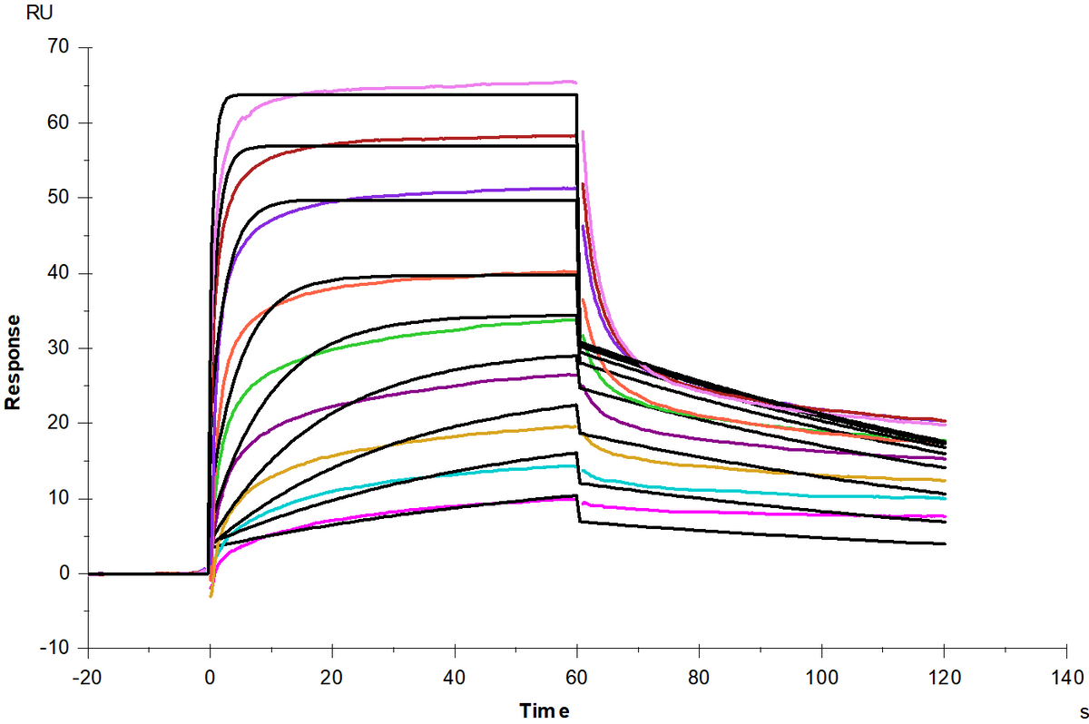 FcRn / FCGRT&B2M Heterodimer His Tag Protein, Human