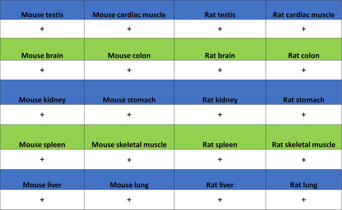 CNBP Recombinant Rabbit mAb (S-4288-3)