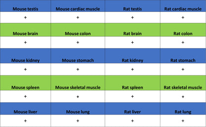 CNBP Recombinant Rabbit mAb (S-4288-3)