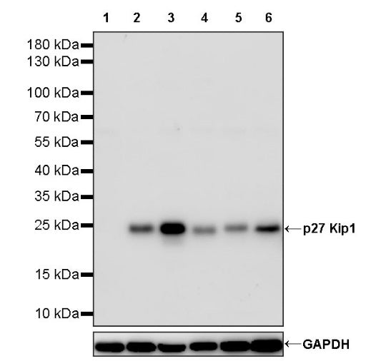 p27 Kip1 Recombinant Rabbit mAb (SDT-361-324)