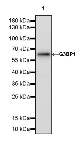 G3BP1 Rabbit Polyclonal Antibody