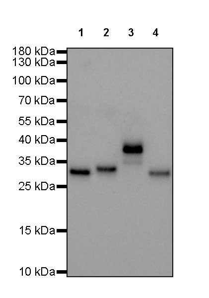 Human IgG F(c) Recombinant Rabbit mAb (SDT-318-37)