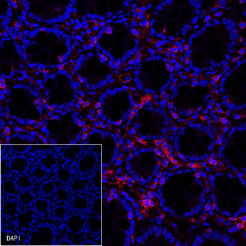 CD45 Recombinant Rabbit mAb (Alexa Fluor® 555 Conjugate) (S-R035)