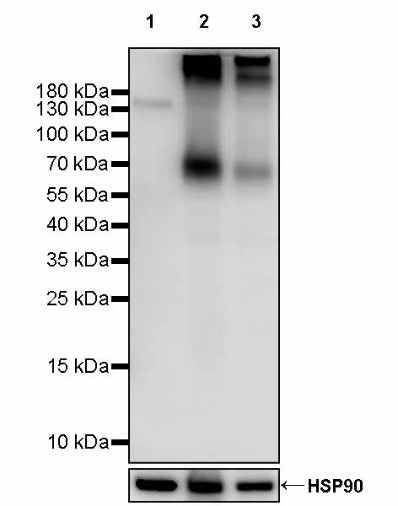 KCND2 Recombinant Rabbit mAb (S-3102-32)