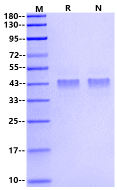 Osteopontin Protein, Human