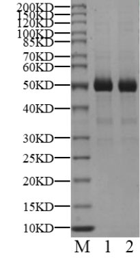 PIP4K2A Protein, Human
