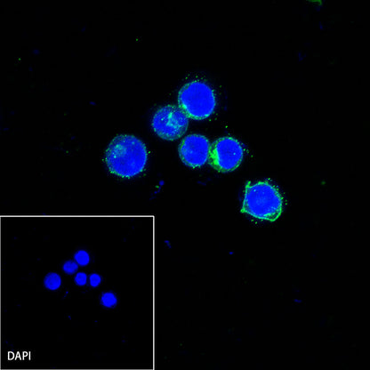 CD7 Recombinant Rabbit mAb,PBS Only (SDT-R165)