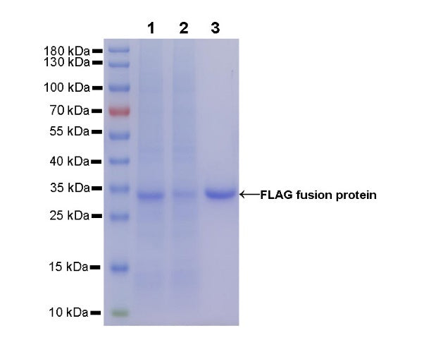 Rabbit Anti-FLAG (DYKDDDDK) Tag Magnetic Agarose