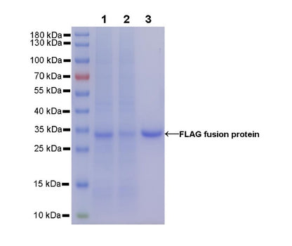 Rabbit Anti-FLAG (DYKDDDDK) Tag Magnetic Agarose