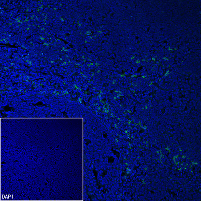 CLEC9A Recombinant Rabbit mAb (S-1904-154)