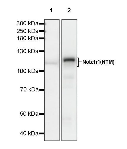 Notch1 Recombinant Rabbit mAb (S-1105-4)