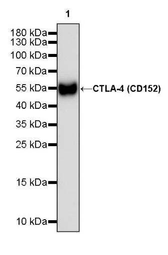 Invivo anti-mouse CTLA-4 (CD152) mAb
