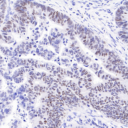 S-RMab® c-Myc Recombinant Rabbit mAb (SDT-R138)