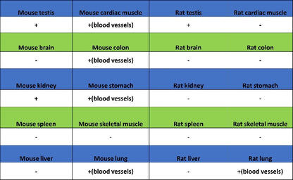 Angiotensin Converting Enzyme 1 Recombinant Rabbit mAb (SDT-2662-122)