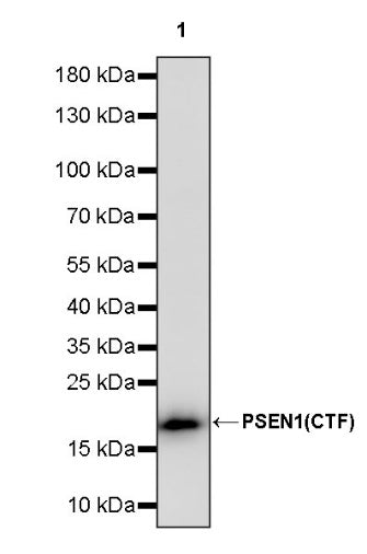 PSEN1 Recombinant Rabbit mAb (S-1002-129)