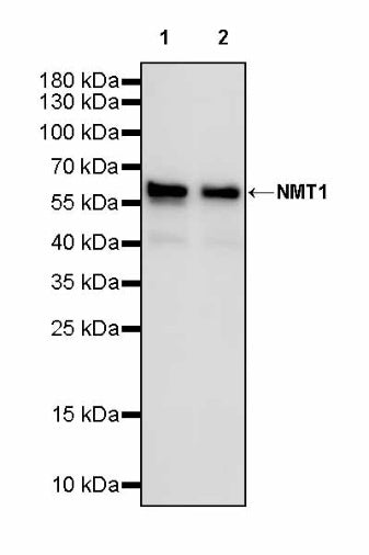 NMT1 Recombinant Rabbit mAb (S-2986-17)