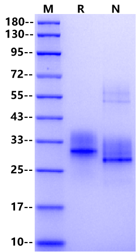 IL-34 Protein, Human