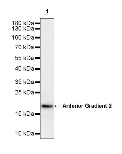 Anterior Gradient 2 Rabbit Polyclonal Antibody