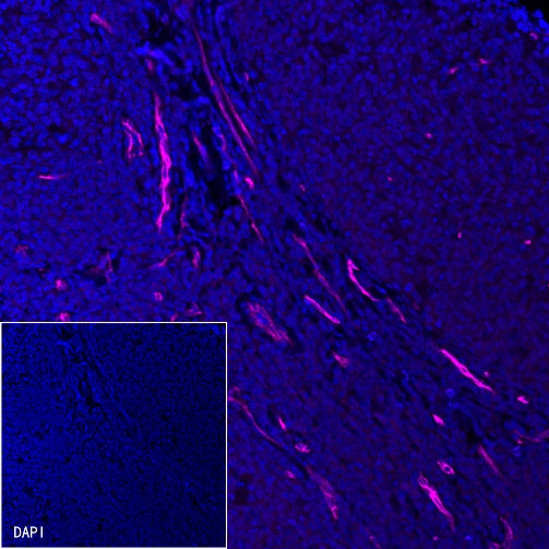 CD34 Recombinant Rabbit mAb (Alexa Fluor® 647 Conjugate) (S-051-68)