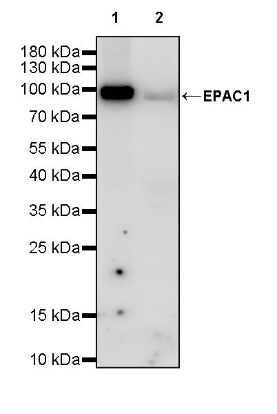 EPAC1 Recombinant Rabbit mAb (S-3774-58)