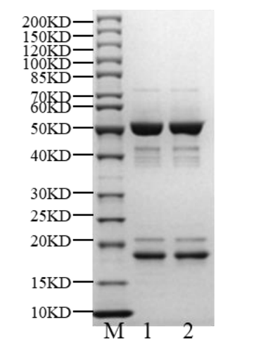 SKP1/SKP2 His&StrepII Tag Protein, Human