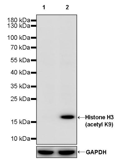 Histone H3 (acetyl K9) Recombinant Rabbit mAb (S-1704-76)