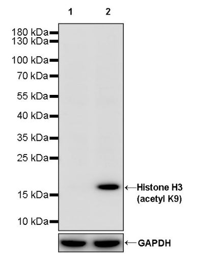 Histone H3 (acetyl K9) Recombinant Rabbit mAb (S-1704-76)