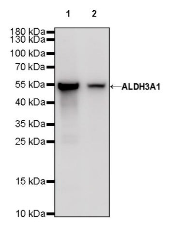 ALDH3A1 Recombinant Rabbit mAb (S-R220)
