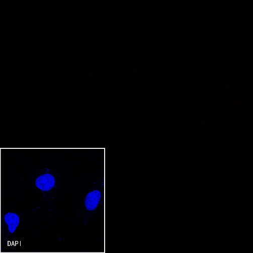 Myc tag Recombinant Rabbit mAb (Alexa Fluor® 647 Conjugate) (S-114-13)