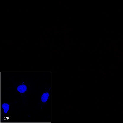 Myc tag Recombinant Rabbit mAb (Alexa Fluor® 647 Conjugate) (S-114-13)