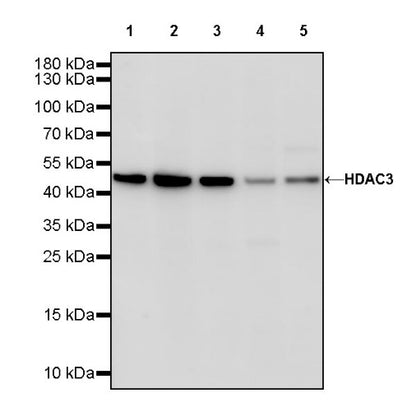 HDAC3 Rabbit Polyclonal Antibody