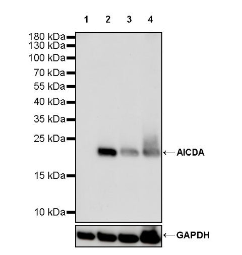 AICDA Recombinant Rabbit mAb (S-1030-15)