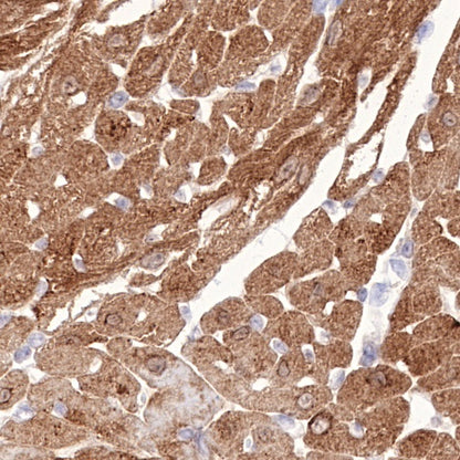 NDRG2 Recombinant Rabbit mAb (S-618-76)