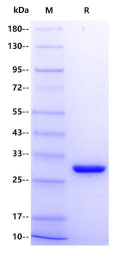 Human YWHAG/14-3-3 gamma Protein, His Tag