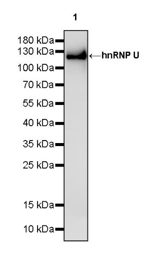 hnRNP U Recombinant Rabbit mAb (S-2375-23)