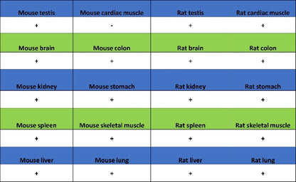 TSG101 Recombinant Rabbit mAb (S-1868-76)
