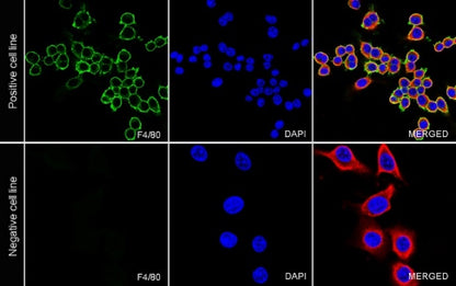 Rat Anti-Mouse F4/80 Antibody (S-R537)