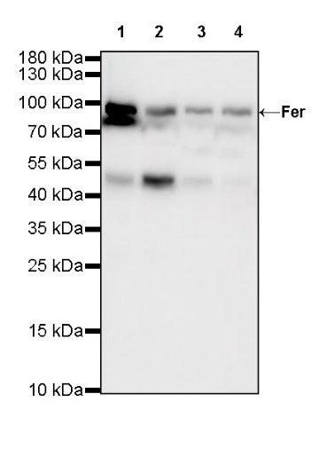 Fer Recombinant Rabbit mAb (S-R303)