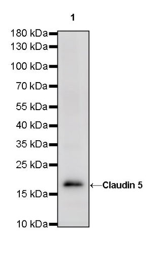 Claudin 5 Recombinant Rabbit mAb (SDT-R322)